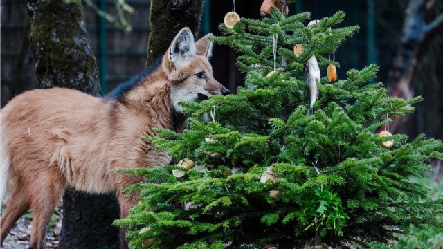 Gift giving in Hellabrunn: There was a tree with fish for the maned wolf.