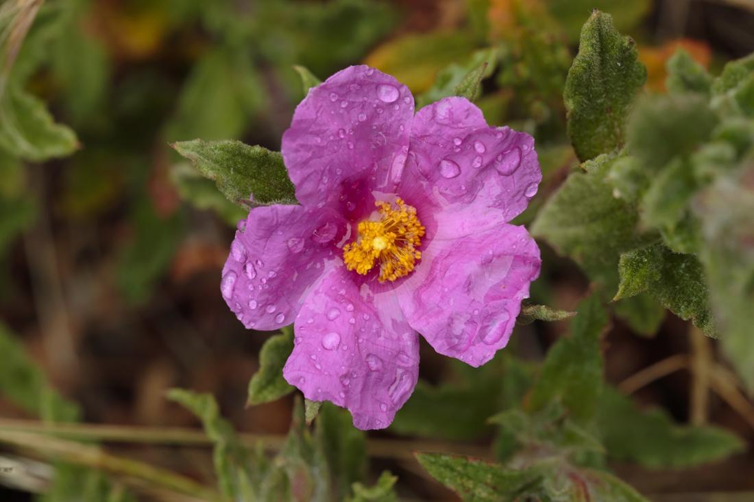 Cistus has delicate, slightly wrinkled-looking flowers that are popular with bees and bumblebees. 