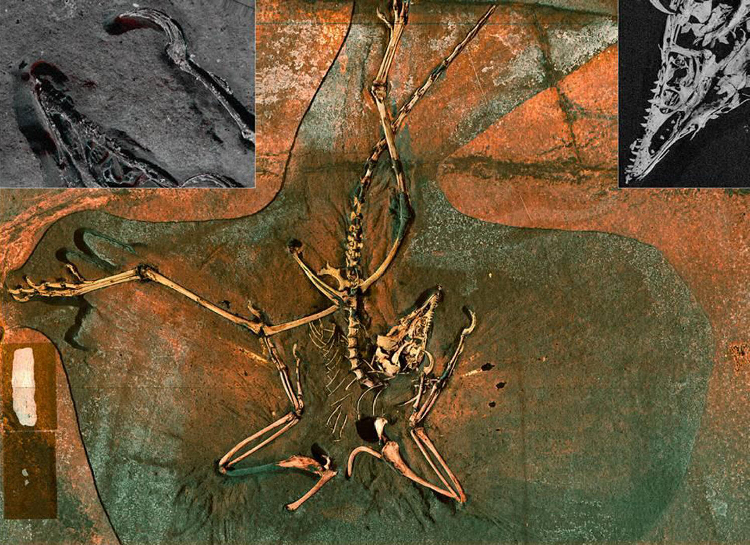 An Archeopteryx fossil, considered to be "the first bird in history"photographed in 2010.