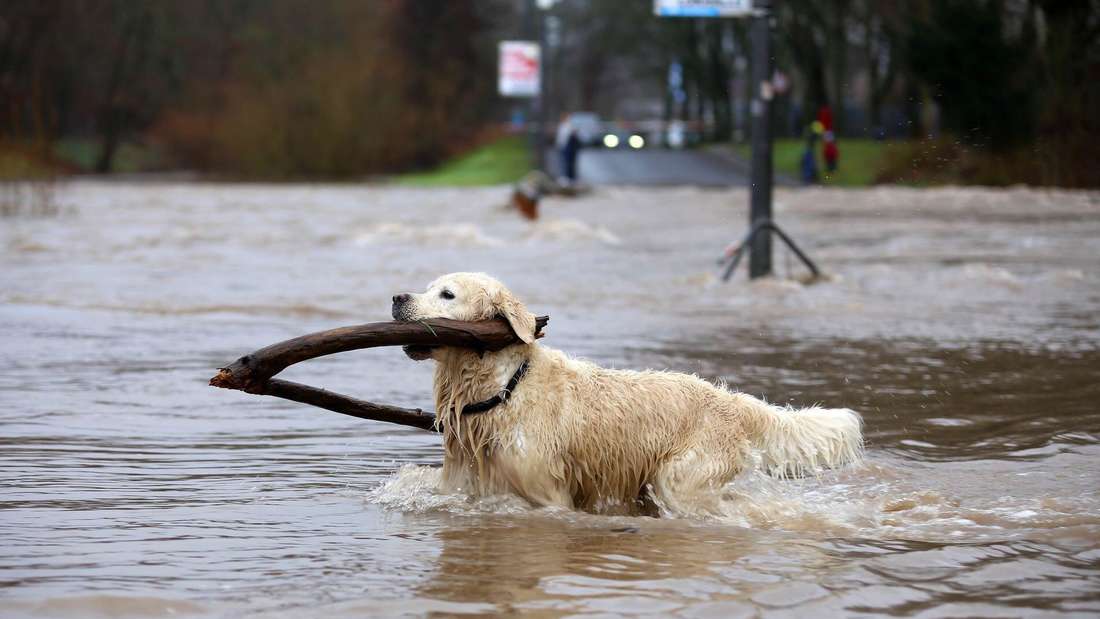 Tough dog: This golden retriever doesn't mind the floods - he has fun fishing flotsam from the leash on the sand path in Göttingen.
