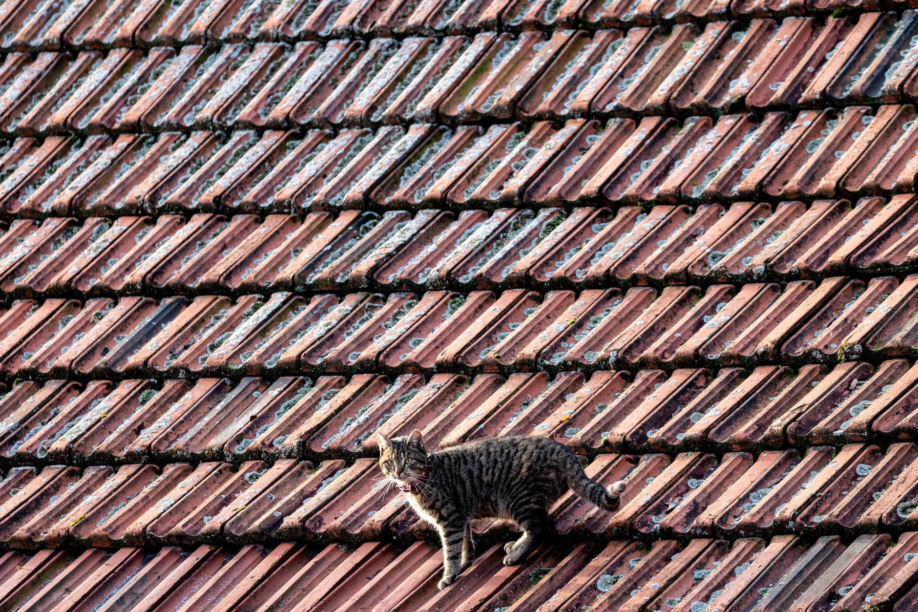 A cat seeks shelter from the flood on a roof of a house.