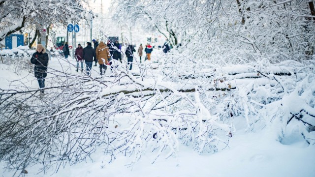 Das war 2023: Viele Bäume brachen unter der Schneelast zusammen.