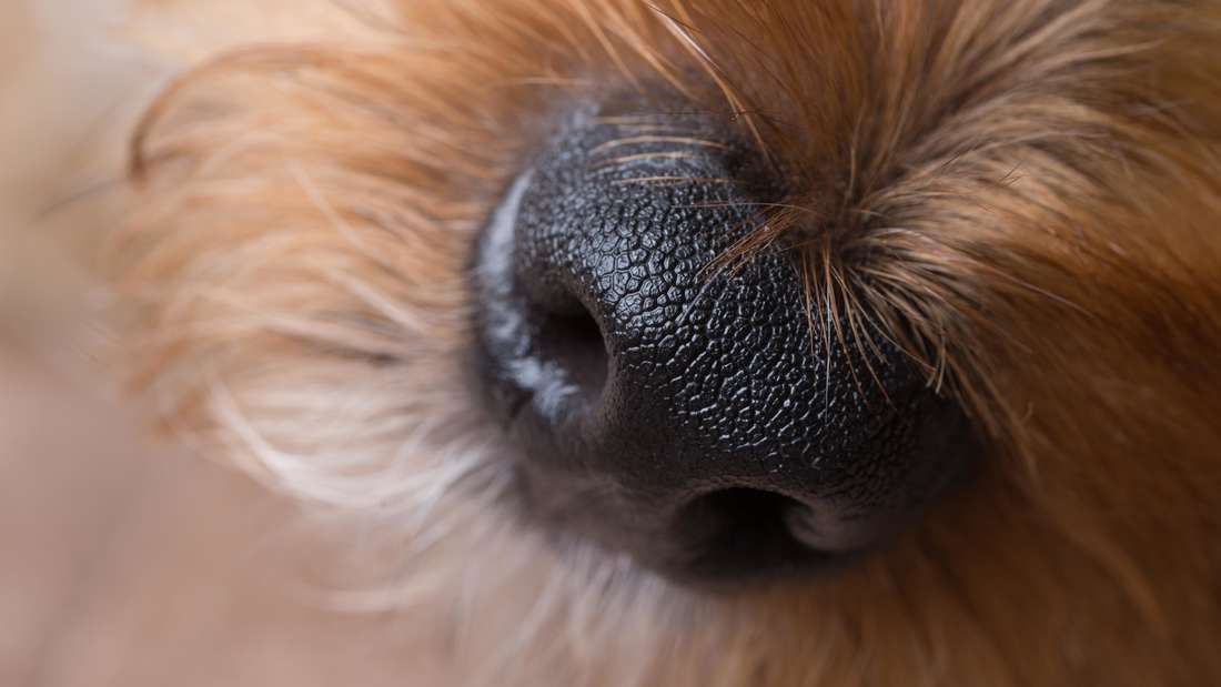 Close-up of a Yorkshire Terrier's nose