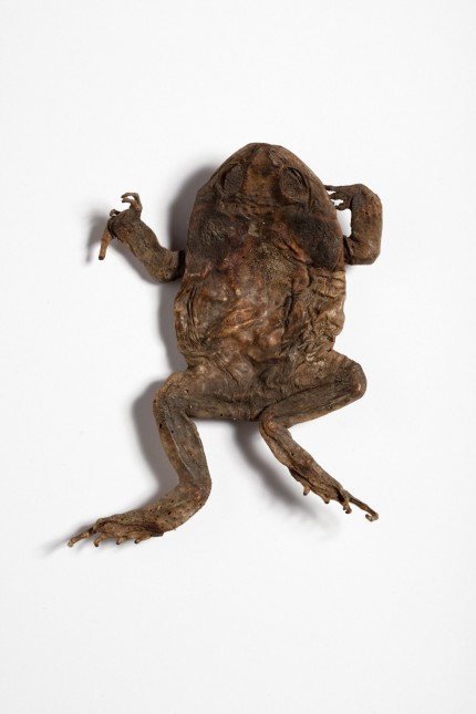 Günter Grass' legacy: can be seen in the volume, among other things "What's left": This toad owned by Günter Grass.