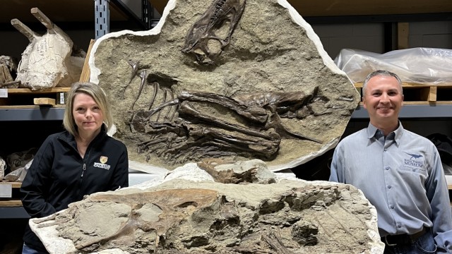 Paleontology: Darla Zelenitsky (left) and François Therrien (right) in size comparison with the Gorgosaurus fossil.
