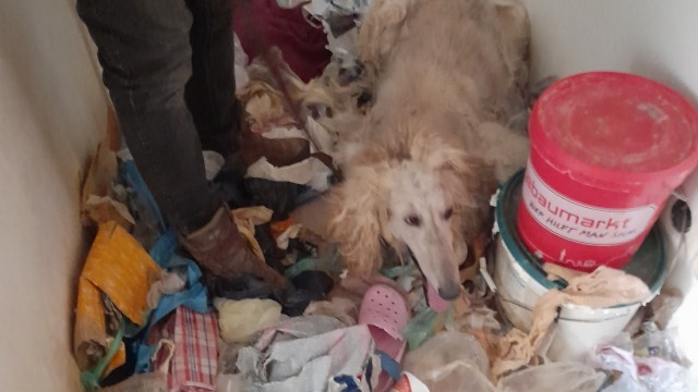 Untergiesing: The greyhound had to live among garbage, his fur was matted and clumped with feces