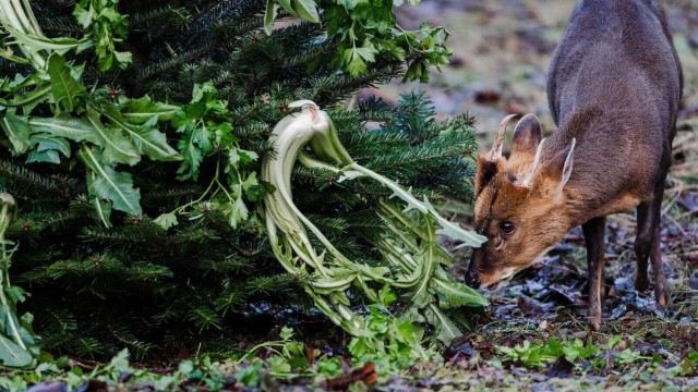 Giving presents in Hellabrunn: A Chinese muntjac is happy to receive nibbles.
