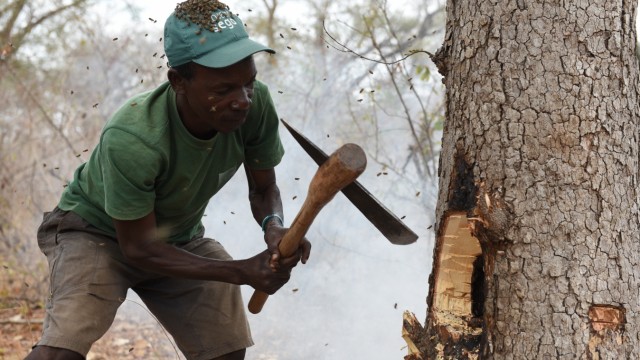Animals: Yao Honey Hunter Carvalho Issa Nanguar opens a bee's nest with an axe.  The smoke is supposed to drive away the bees