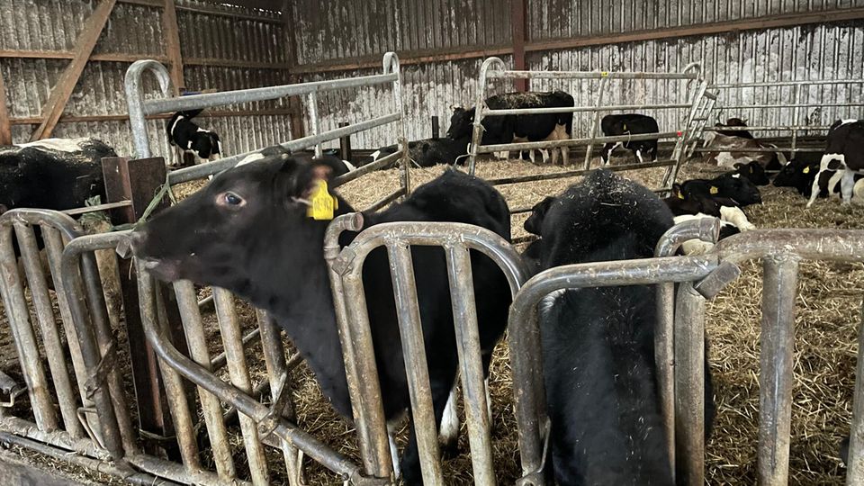 Calves and cows stand in a stable