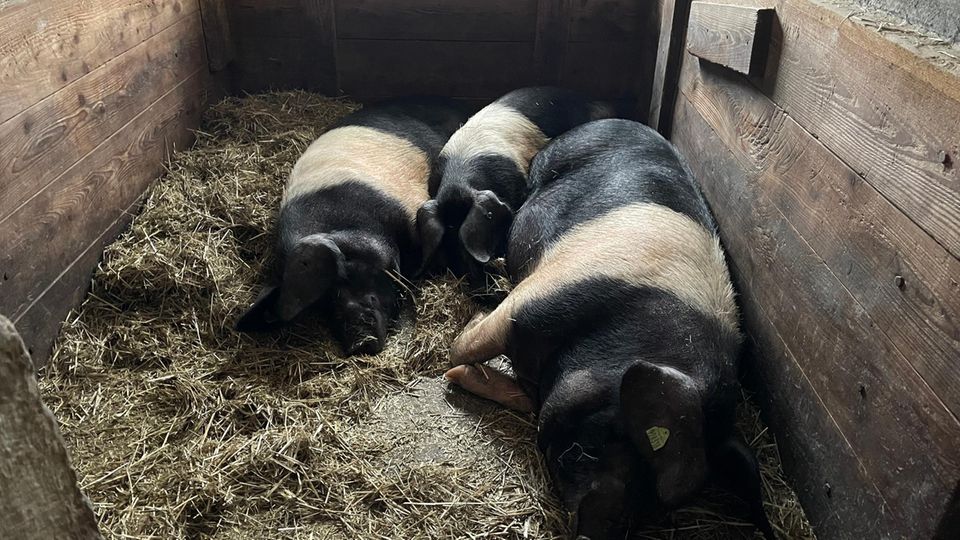 Three black and white pigs lie next to each other on straw.
