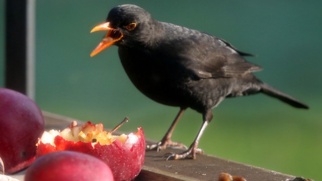 Leisure & Nature: Blackbirds actually eat beetles and worms, but when these are not available in winter, they also eat berries and fruit.