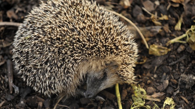 Leisure & Nature: Hedgehogs look for sheltered places to overwinter in autumn.  Once they are in hibernation, you should not disturb them because they do not need food.