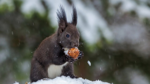 Leisure & Nature: A dark brown squirrel in winter fur eats a walnut on a tree stump.  Every year, the rodents hoard up to 2,500 nuts and other seeds in tree hollows, cracks and in the ground as winter supplies.