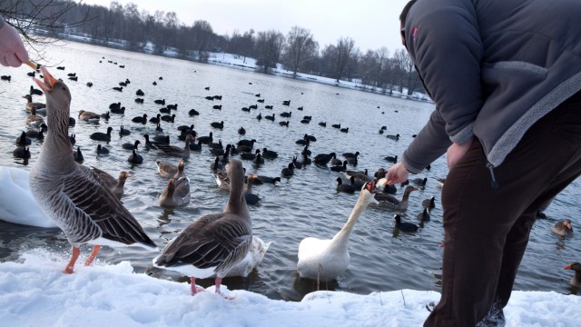Leisure & Nature: The geese, which are increasingly multiplying because of the additional feeding from walkers, are becoming a nuisance.  In summer, their feces contaminate green spaces and bathing waters, and feeding them is also not good for the animals themselves.