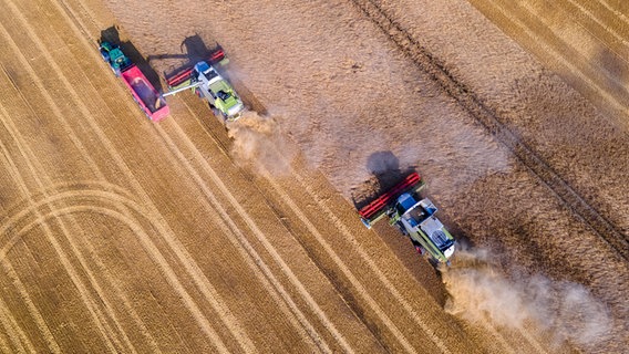 Two combine harvesters in a barley field.  © dpa-Bildfunk Photo: Jens Büttner