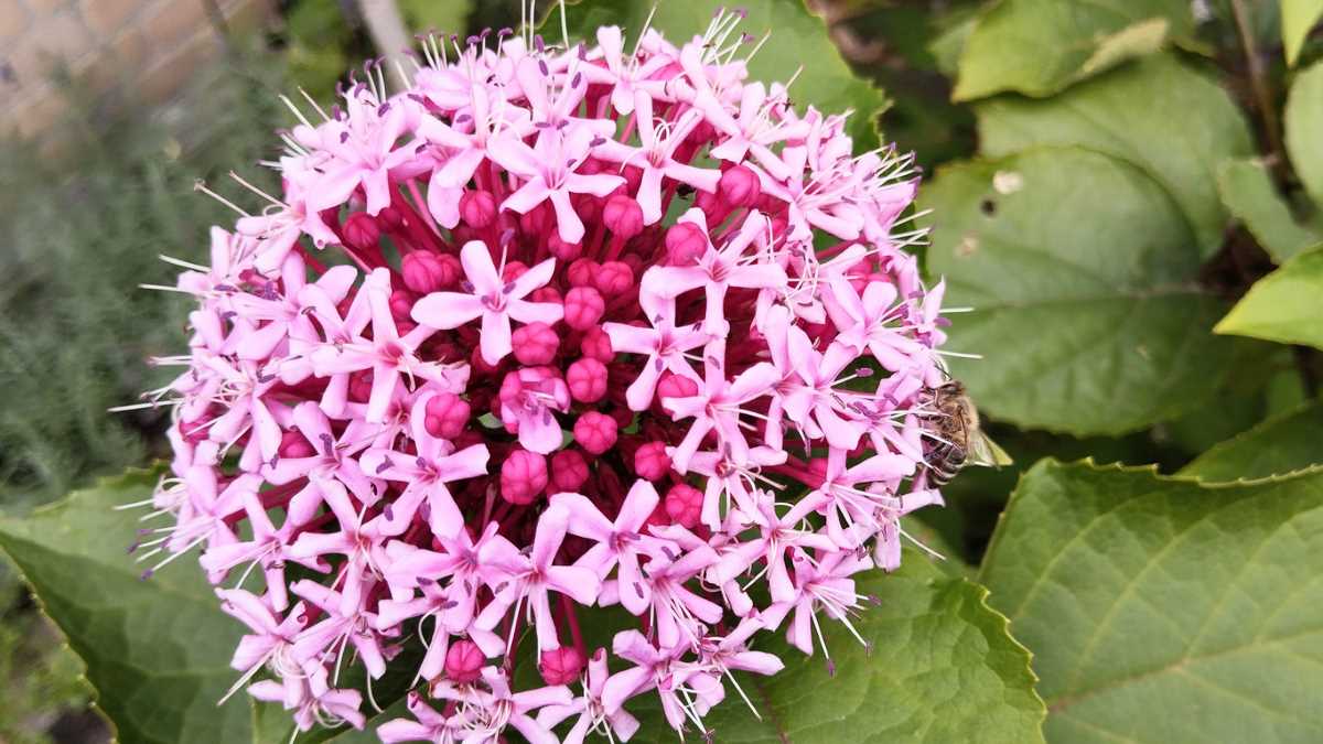 Bunge Clerodendron
