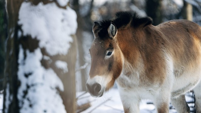 New arrivals in Hellabrunn: Welcome wild horse: A Przewalski mare is also one of the new arrivals in Hellabrunn.