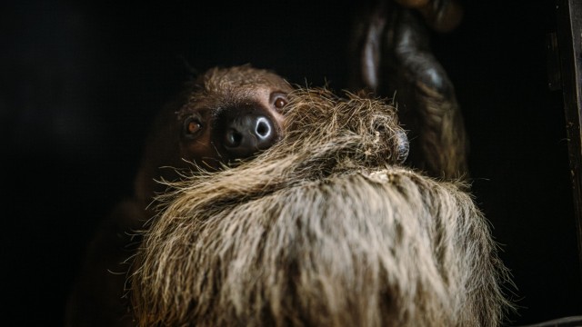 Arrivals in Hellabrunn: Don't stress: the two-toed sloth is getting used to Munich.