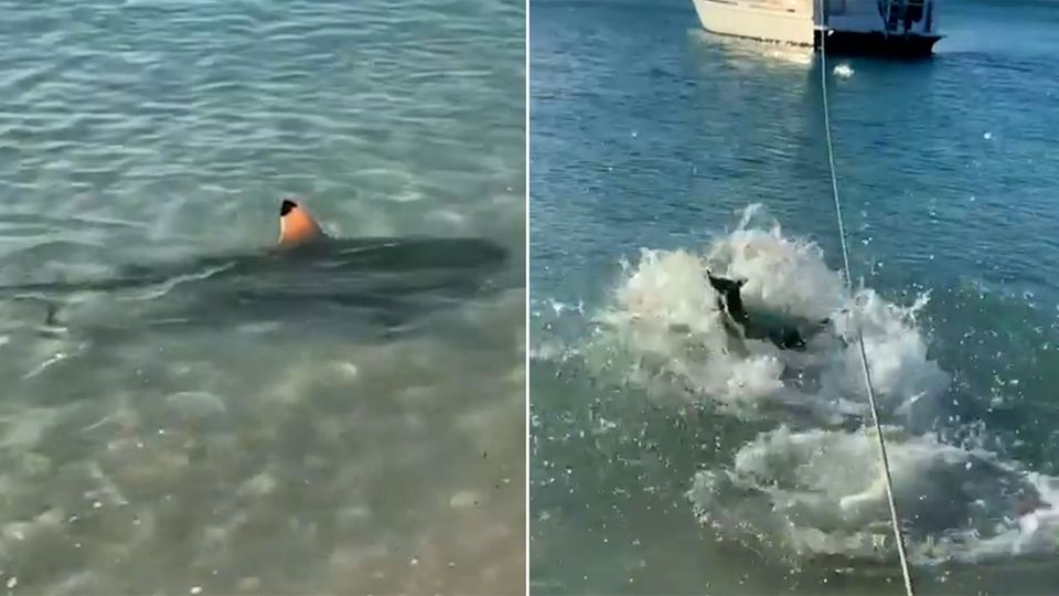 Australia: Dog protects his owner from a shark