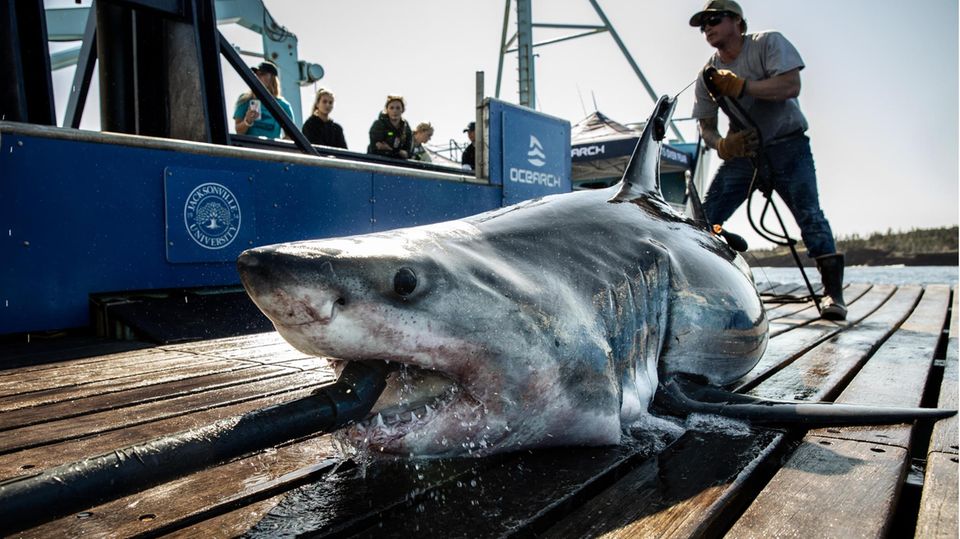 In order to attach a transmitter to its fin, a great white shark was pulled aboard a research vessel.  Water is flushed through the gills via the tube in the mouth.  This is the only way the fish can continue to breathe