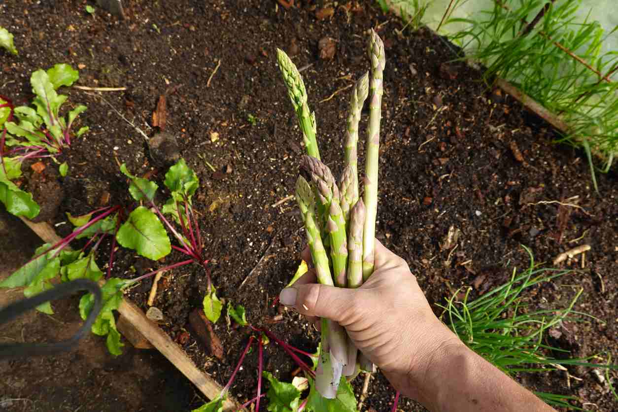 Harvesting Asparagus In A Tray Of Earth