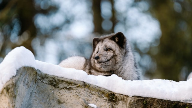 Arrivals in Hellabrunn: One of two arctic foxes has been at home in the zoo since the end of December.