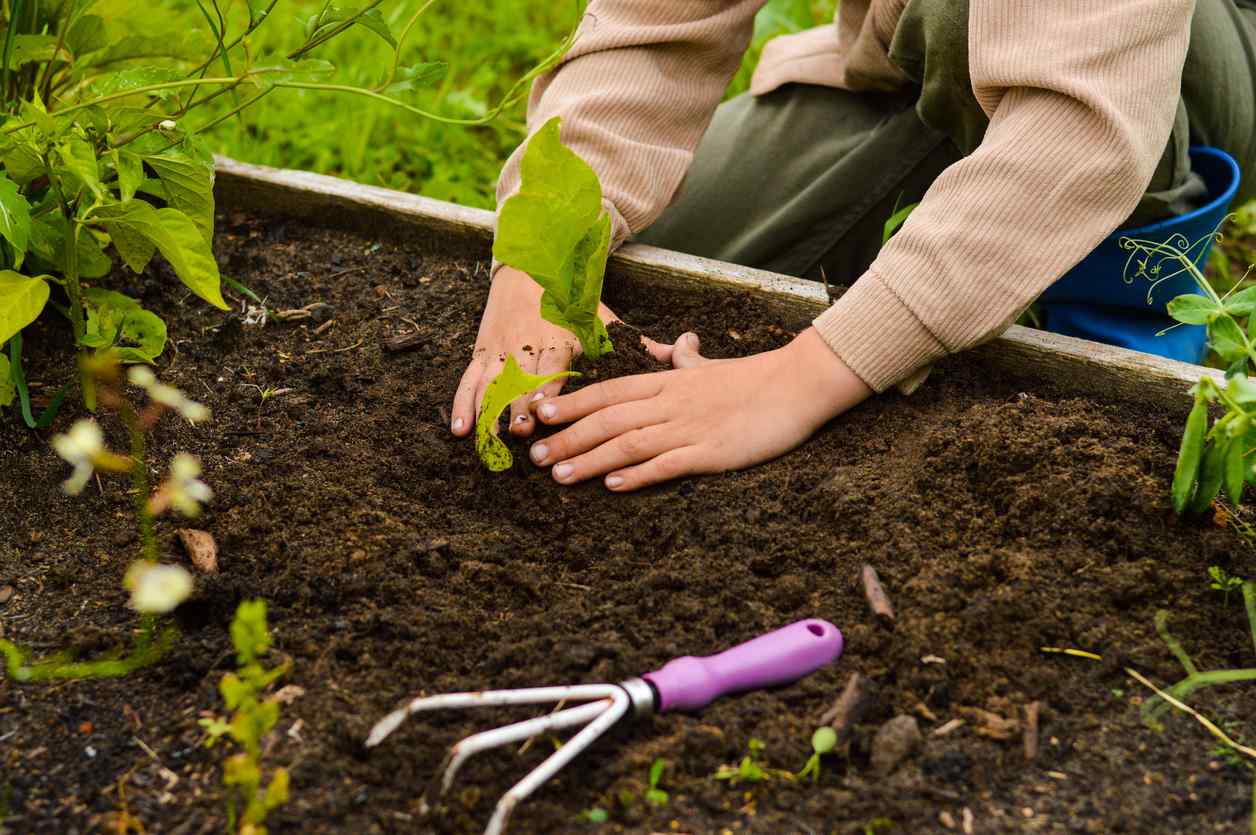 Boy's hand holding young vegetable shoots before planting in fertile soil