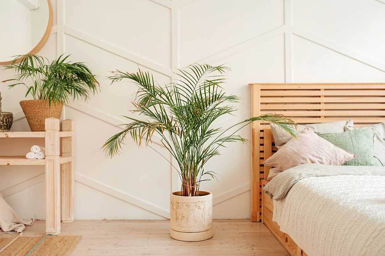 Palm tree in the bedroom