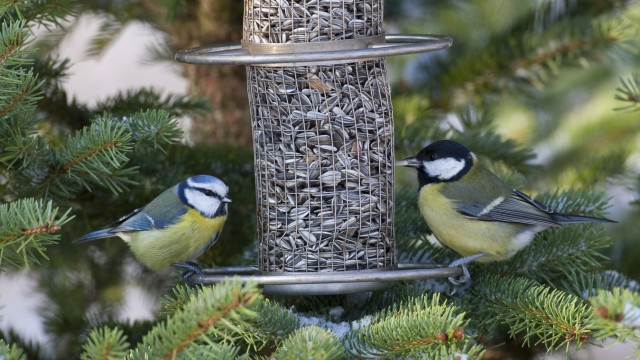 Leisure & Nature: Birdhouses get dirty quickly, and you should also avoid suet balls in plastic nets.  Feeding columns filled with grains are best suited for feeding.