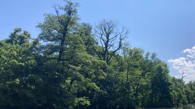 Study by the TU Berlin: If the crown of old trees becomes thinner, as here in Nymphenburg Park, the vitality is impaired.  The trees shed leaves or entire branches that could no longer be properly supplied due to a lack of water.