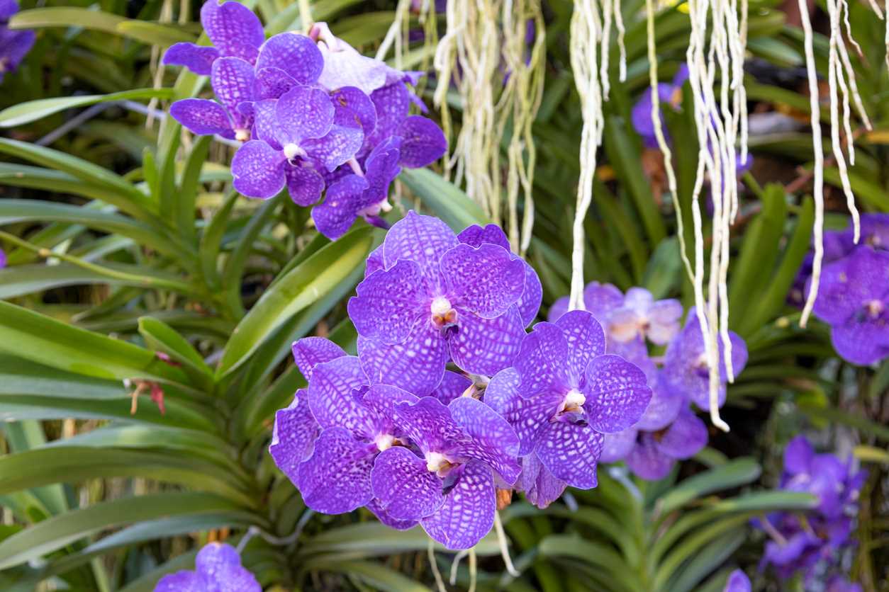 Vanda Blue Orchid