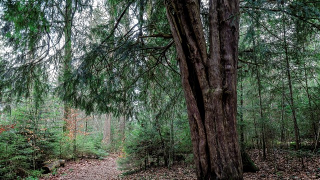 Ancient trees in Bavaria: The yew forest in the Weilheim-Schongau district is now a natural monument.