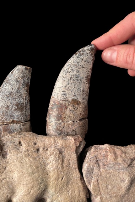 Paleontology: The teeth of the newly discovered dinosaur species were up to nine centimeters long.