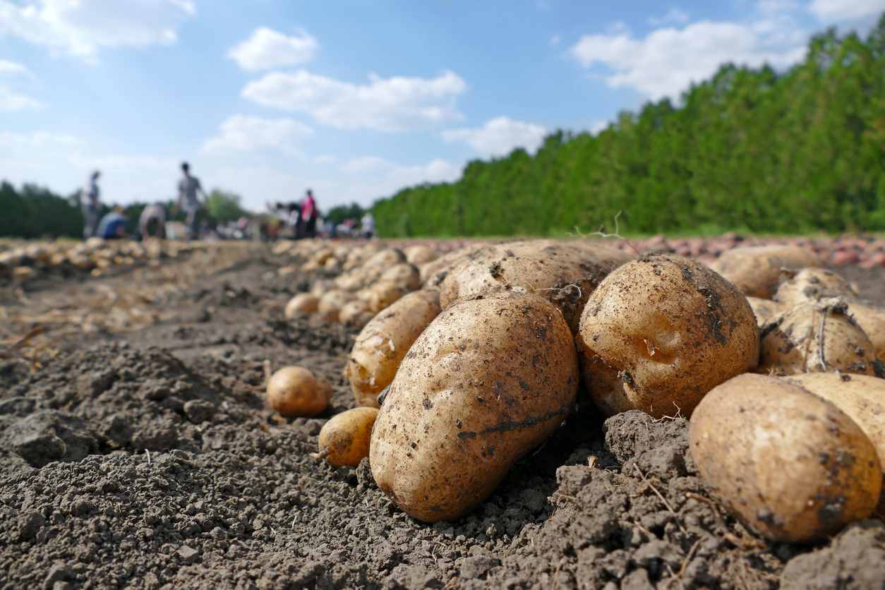 potato cultivation