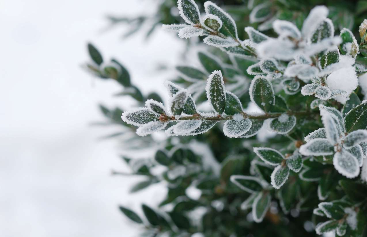 frost on a garden plant