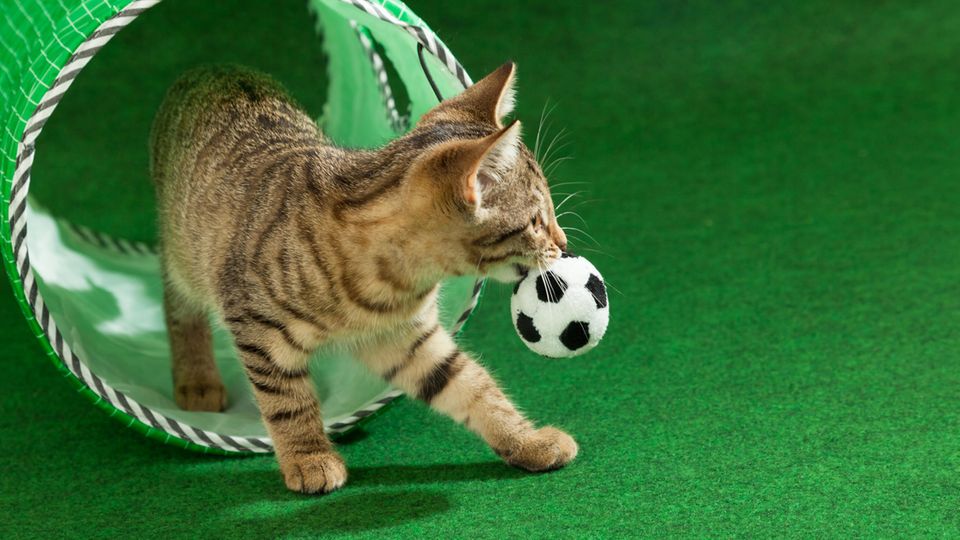 Cat fetching ball