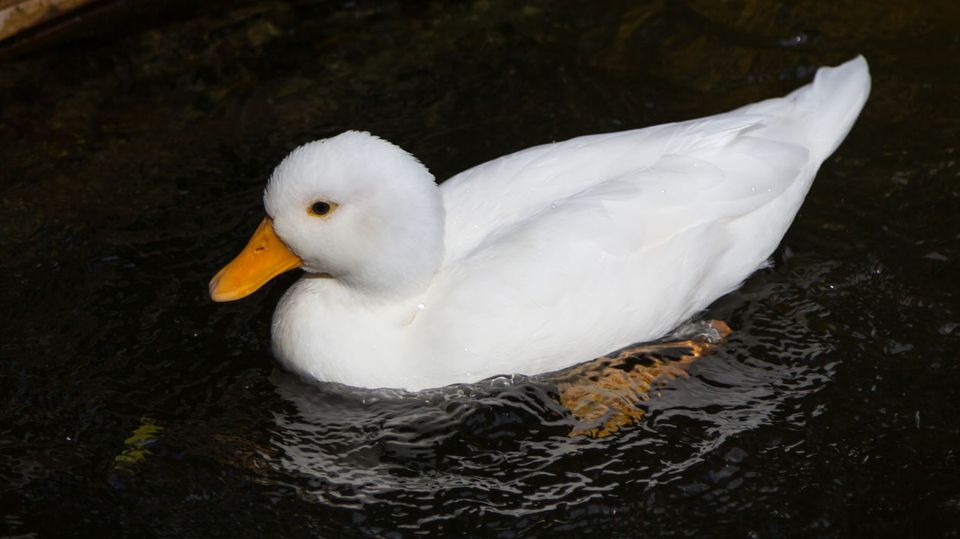 Who would suspect a duck with such innocent white plumage of evil intentions?