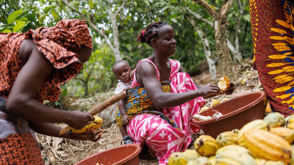 Cocoa harvest on a plantation near San Pedro in Ivory Coast.  The West African country is one of the main cocoa producing countries for chocolate sold in Germany