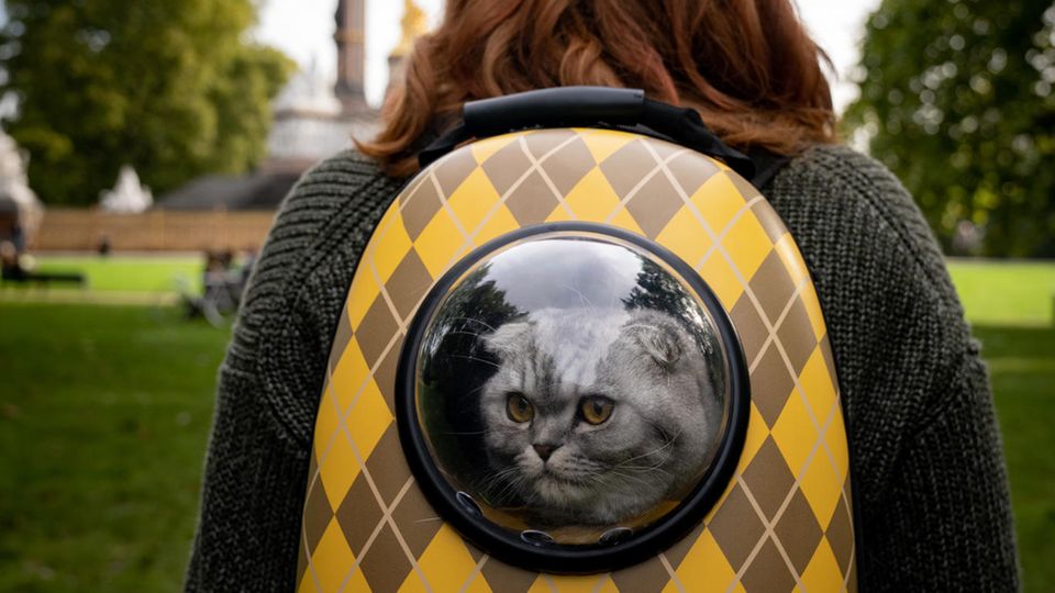 Bryce Dallas Howard with cat in backpack