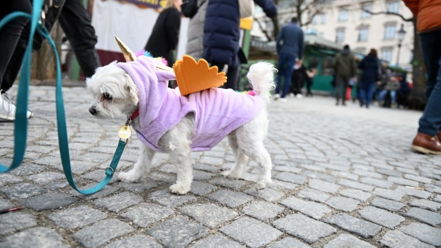 Carnival in Munich: But dogs are also dressed appropriately for the occasion.