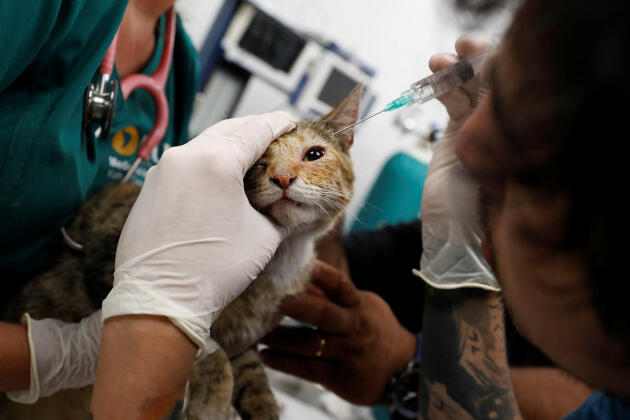A cat rescued from a forest fire receives treatment for burns at a wildlife rehabilitation center at the University of the Americas, in Vina del Mar, Chile, February 4, 2024.