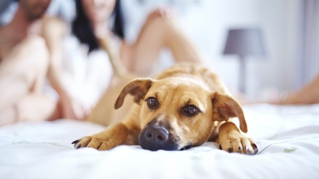 Lifestyle for Valentine's Day: Pets actually have no place in bed anyway.  From a Feng Shui perspective, they are absolute love killers.