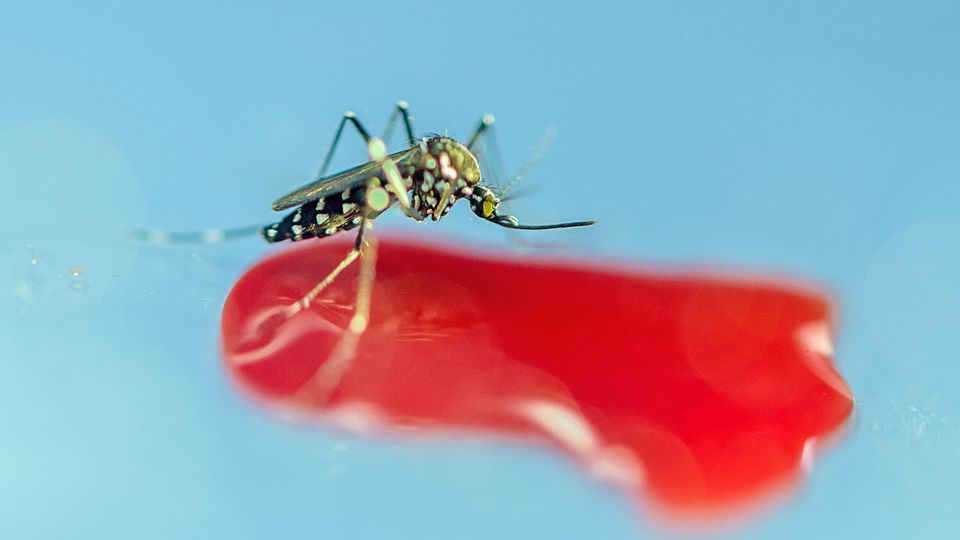 Asian tiger mosquito drinks blood