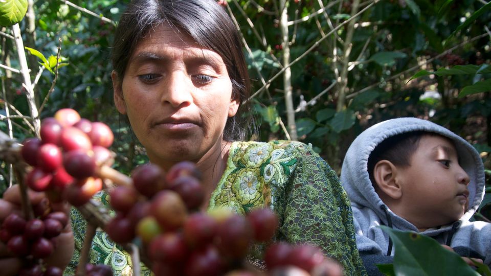 Coffee grower in Guatemala