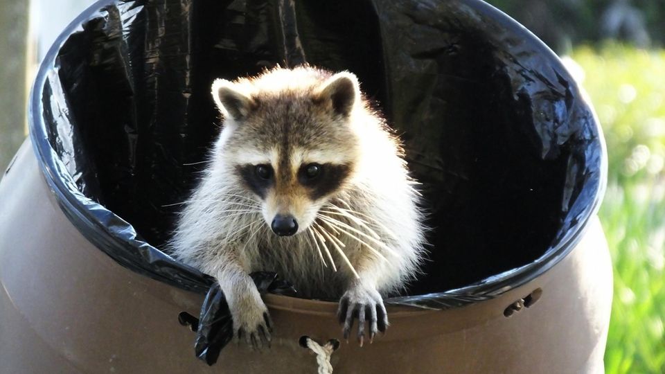 When it comes to garbage cans, raccoons' creativity knows no bounds