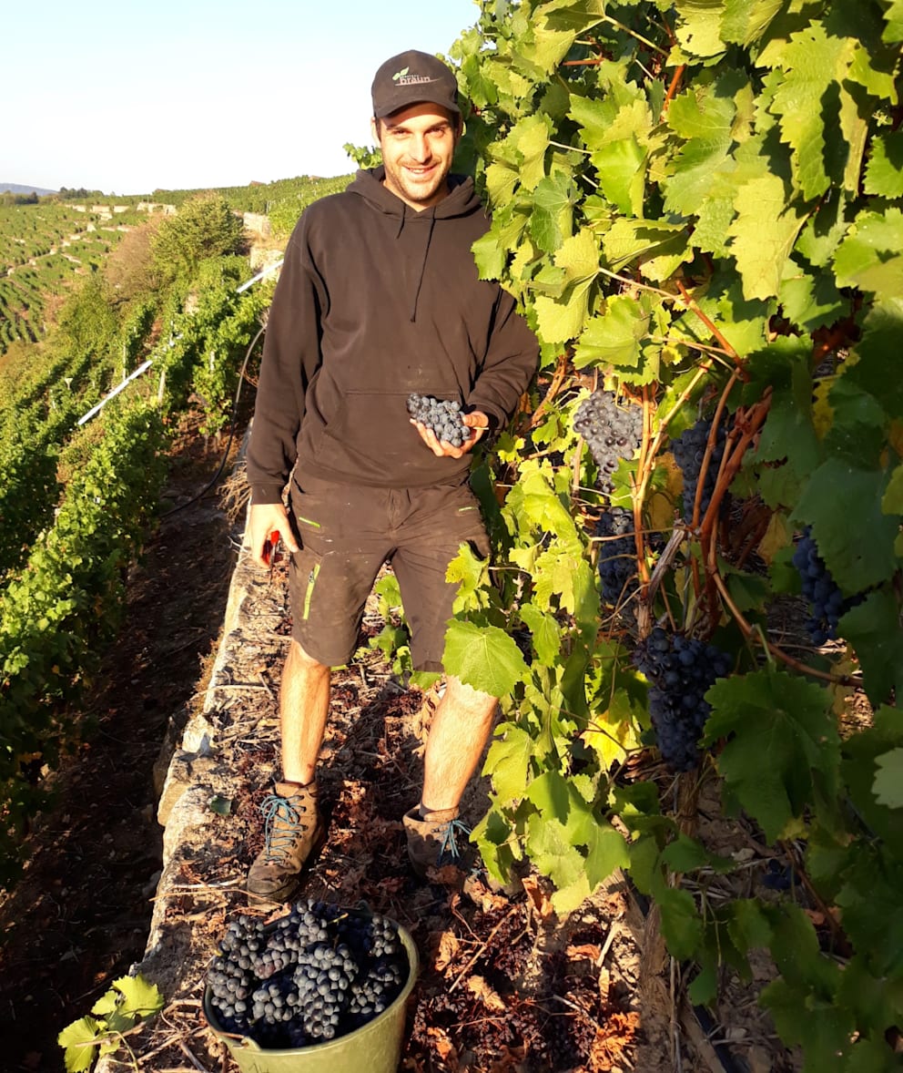 Landwirt Benjamin Braun (34) bei der Weinernte