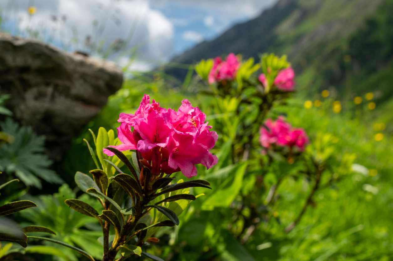 Ferruginous Rhododendron