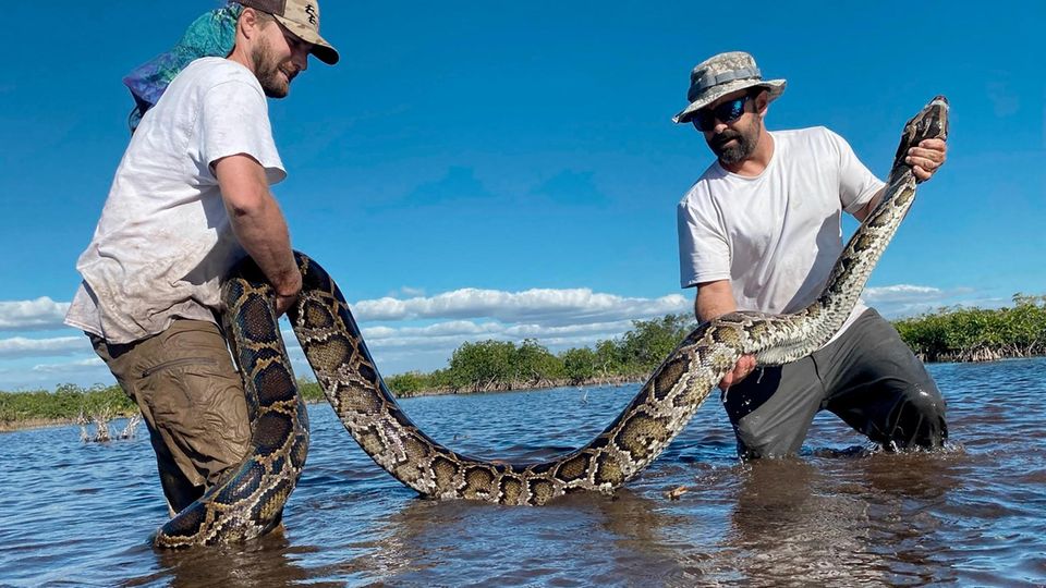 Biologists in Florida with a python more than four meters long