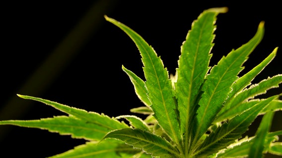 The leaves of a cannabis plant are illuminated.  © picture alliance/dpa Photo: Fabian Sommer