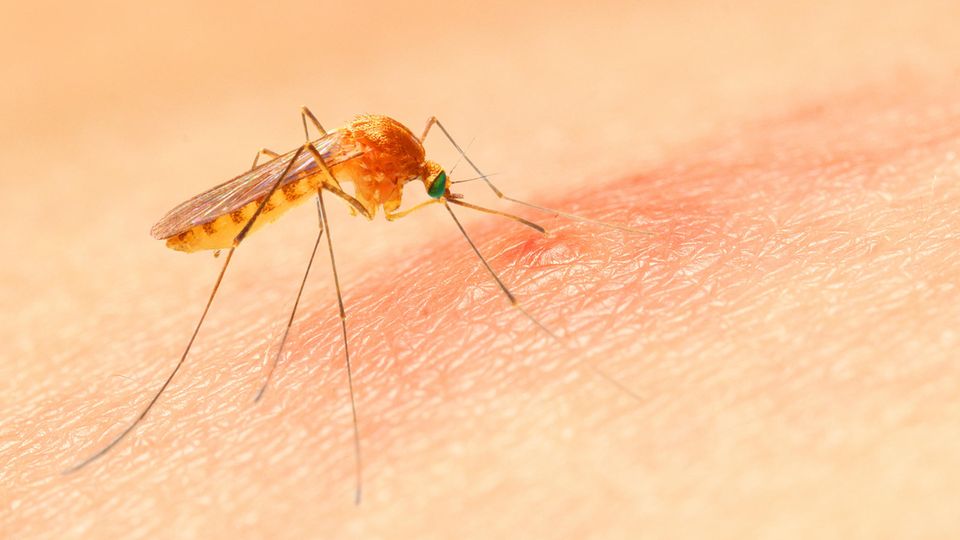 Anopheles mosquito bites people